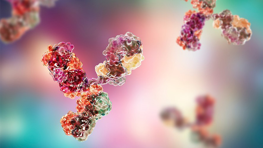 Antibodies (illustrated above) are proteins that the immune system produces to protect against pathogens. In some cases, antibodies attack the body's own tissues, causing autoimmune diseases. (Photo: Getty Images)
