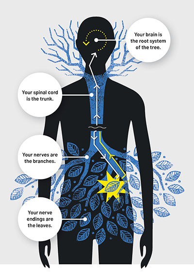 Human graphic showing the nerves as a tree system.