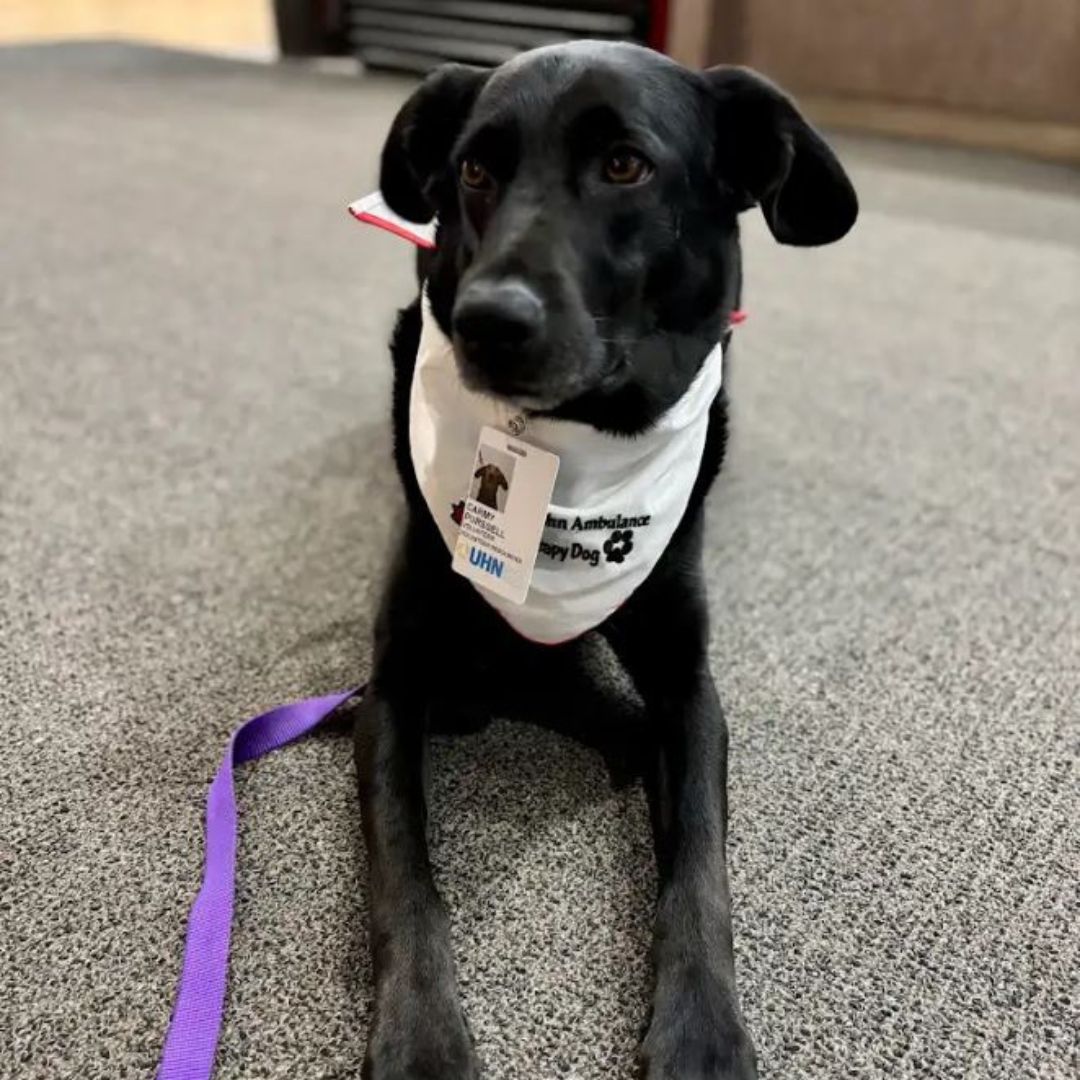 Carmy is a six-year-old Labrador mix