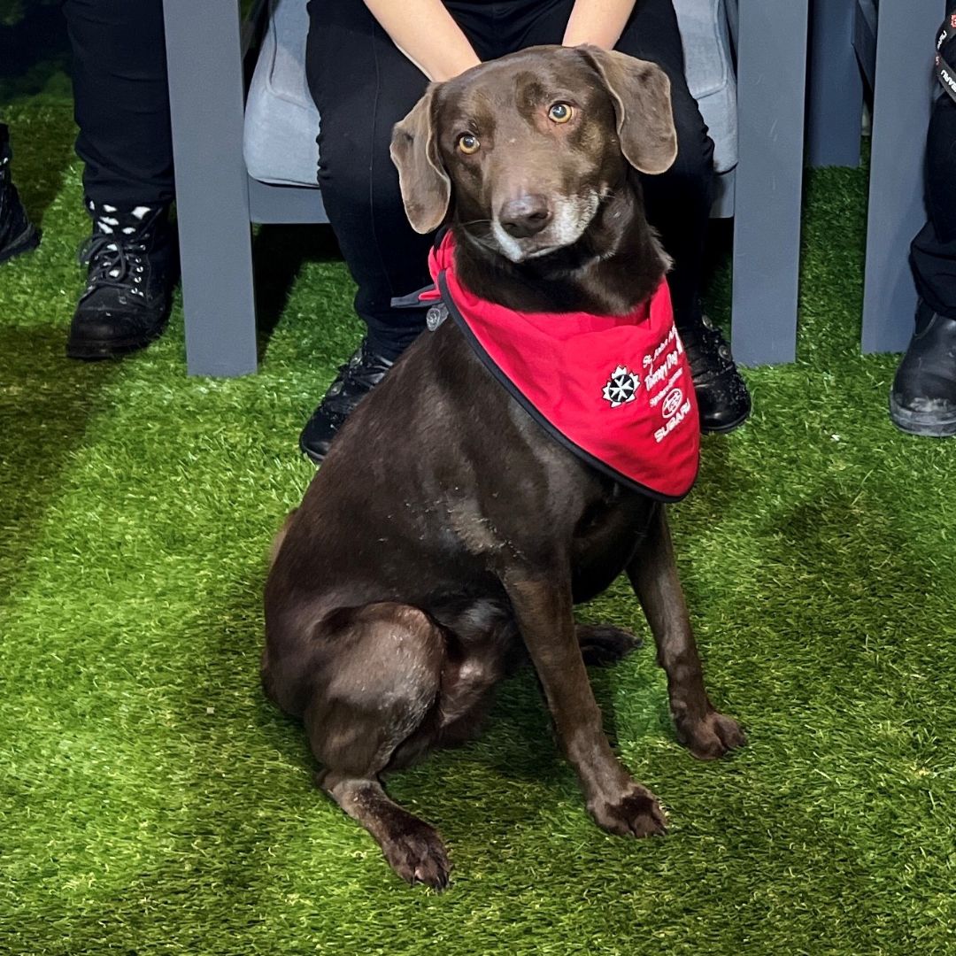 Fletcher, a seven-year-old chocolate Labrador mix.
