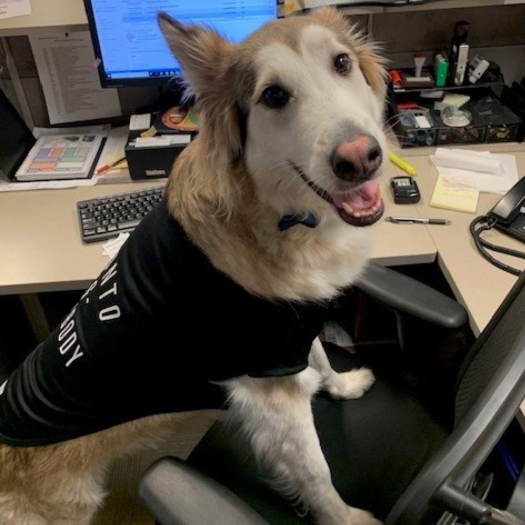 Ghost is a Husky mix who turned 10