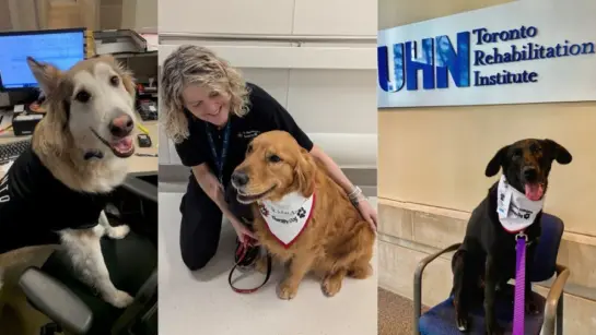 Therapy dogs at UHN