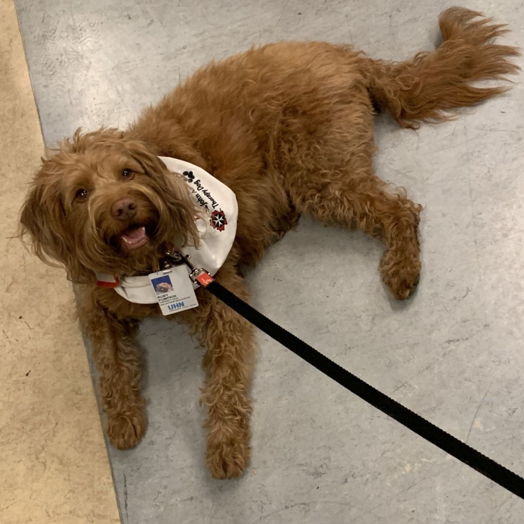Ruby is a 12-year-old mini Labradoodle