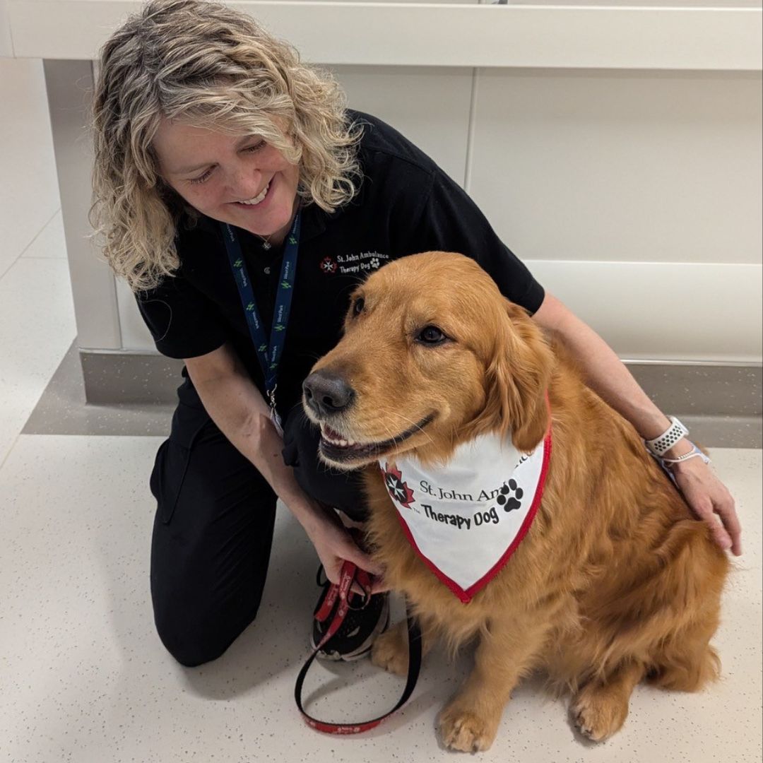 Rufus is a four-year-old Golden Retriever